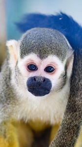 Превью обои обезьяна, животное, милый, забавный, взгляд