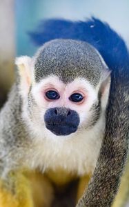 Превью обои обезьяна, животное, милый, забавный, взгляд
