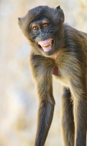 Превью обои обезьяна, животное, взгляд, улыбка, забавный, позитив