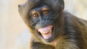 Превью обои обезьяна, животное, взгляд, улыбка, забавный, позитив