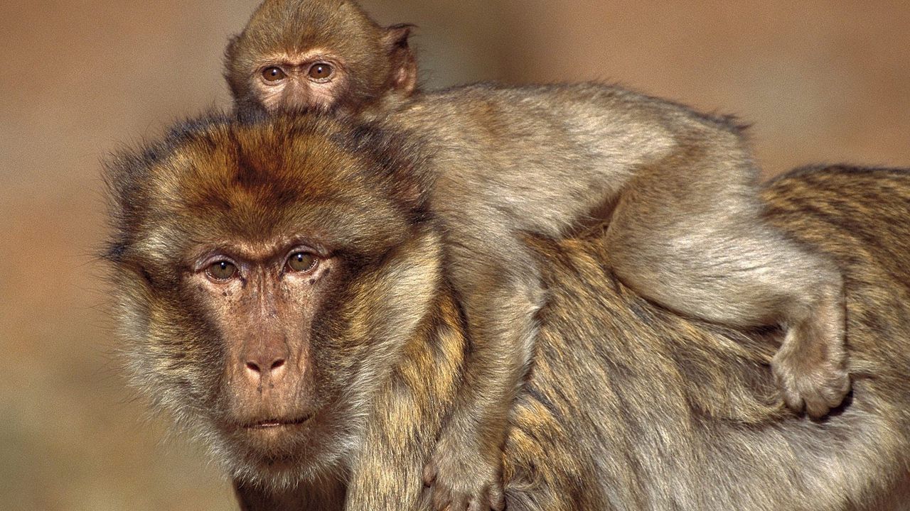 Обои обезьяны, детеныш, малыш, семья, забота
