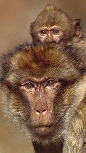 Превью обои обезьяны, детеныш, малыш, семья, забота