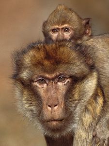 Превью обои обезьяны, детеныш, малыш, семья, забота