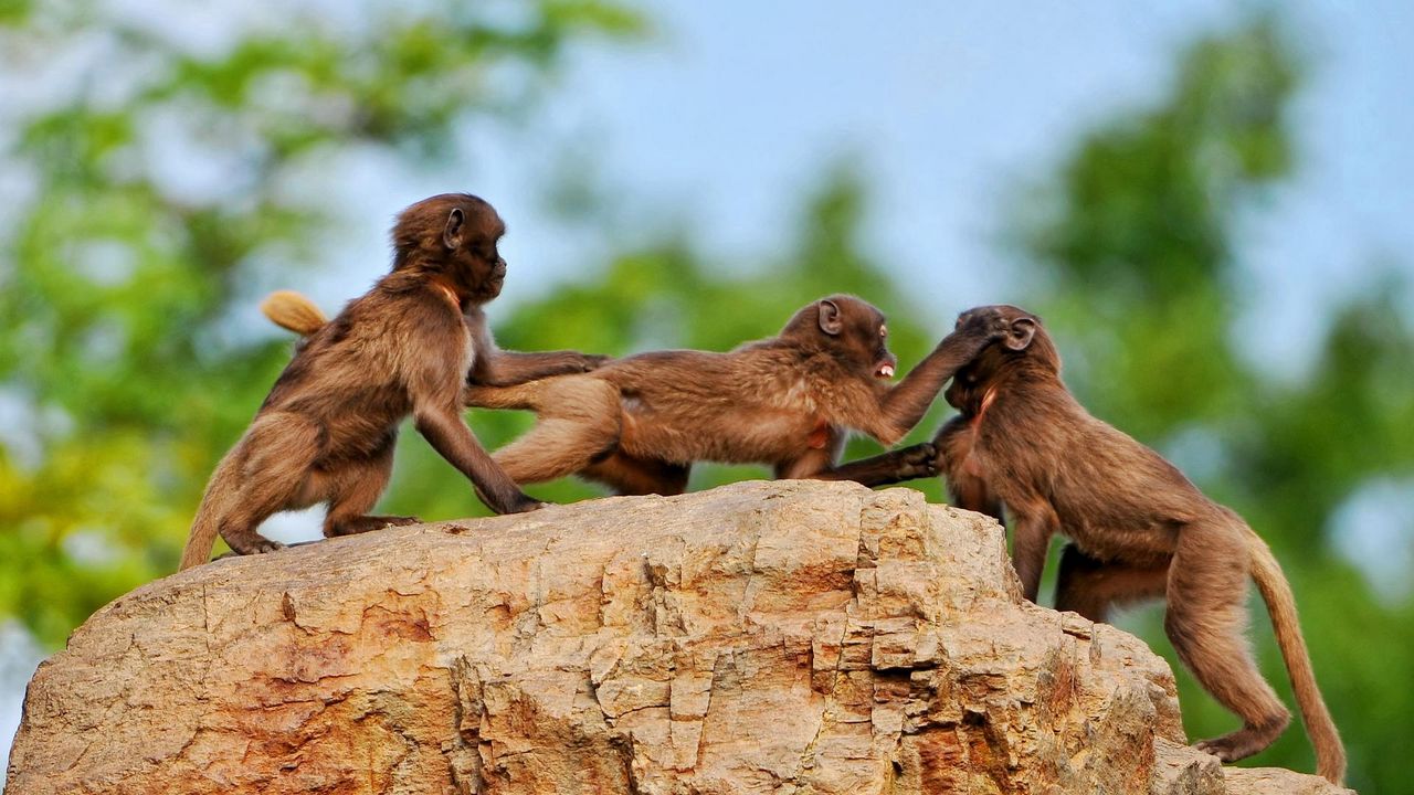Обои обезьяны, камень, игривые, семья