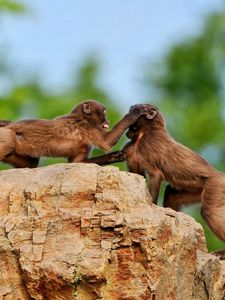 Превью обои обезьяны, камень, игривые, семья