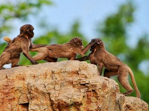 Превью обои обезьяны, камень, игривые, семья