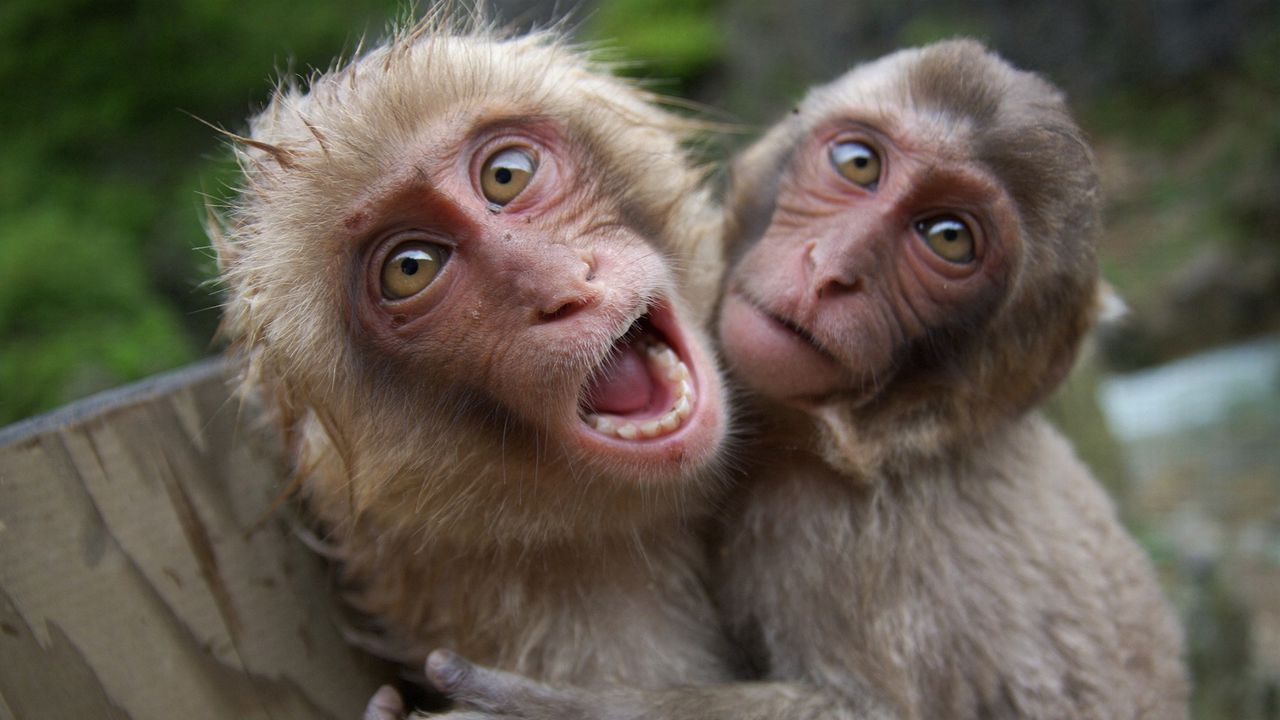 Обои обезьяны, пара, игривый, крик