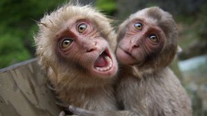 Превью обои обезьяны, пара, игривый, крик