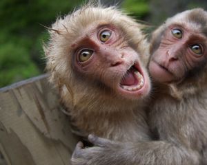 Превью обои обезьяны, пара, игривый, крик