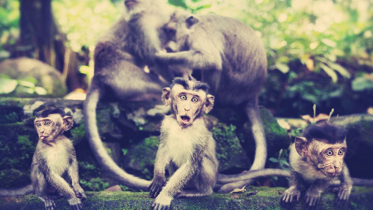 Обои обезьяны, семья, прогулка