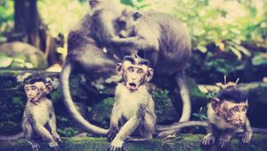 Превью обои обезьяны, семья, прогулка