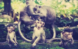 Превью обои обезьяны, семья, прогулка