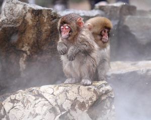 Превью обои обезьяны, сидеть, малыши