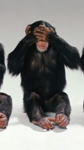 Превью обои обезьяны, слепой, глухой, немой, импровизация