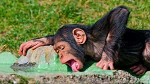 Превью обои обезьяна, еда, пить, жажда