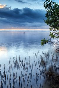 Превью обои облака, море, водная поверхность, трава, кусты, деревья