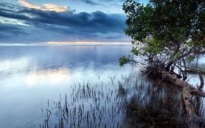 Превью обои облака, море, водная поверхность, трава, кусты, деревья