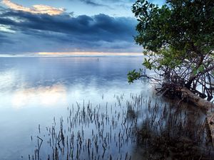 Превью обои облака, море, водная поверхность, трава, кусты, деревья