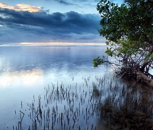 Превью обои облака, море, водная поверхность, трава, кусты, деревья