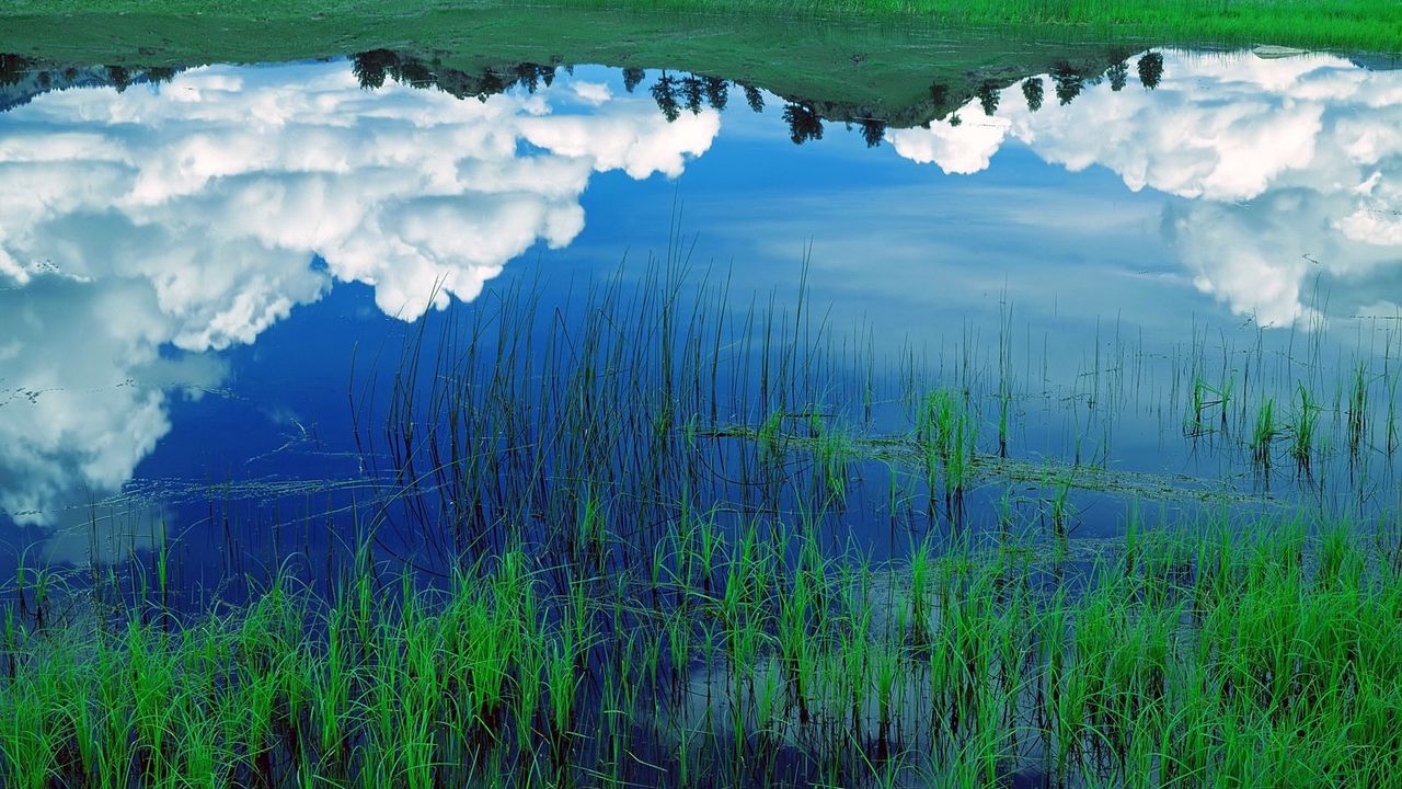 Обои облака, небо, поле, трава, отражение, озеро, голубой, белый, зеленый