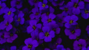 Превью обои обриета, цветы, фиолетовый, темный