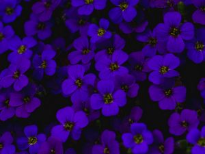 Превью обои обриета, цветы, фиолетовый, темный