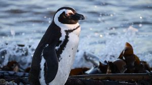 Превью обои очковый пингвин, пингвин, море, камни, дикая природа