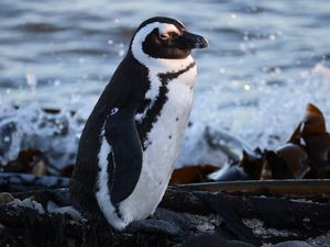 Превью обои очковый пингвин, пингвин, море, камни, дикая природа