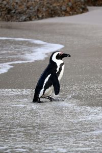 Превью обои очковый пингвин, пингвин, вода, берег, дикая природа