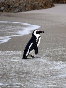 Превью обои очковый пингвин, пингвин, вода, берег, дикая природа