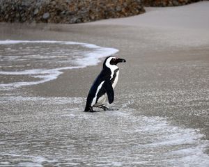 Превью обои очковый пингвин, пингвин, вода, берег, дикая природа
