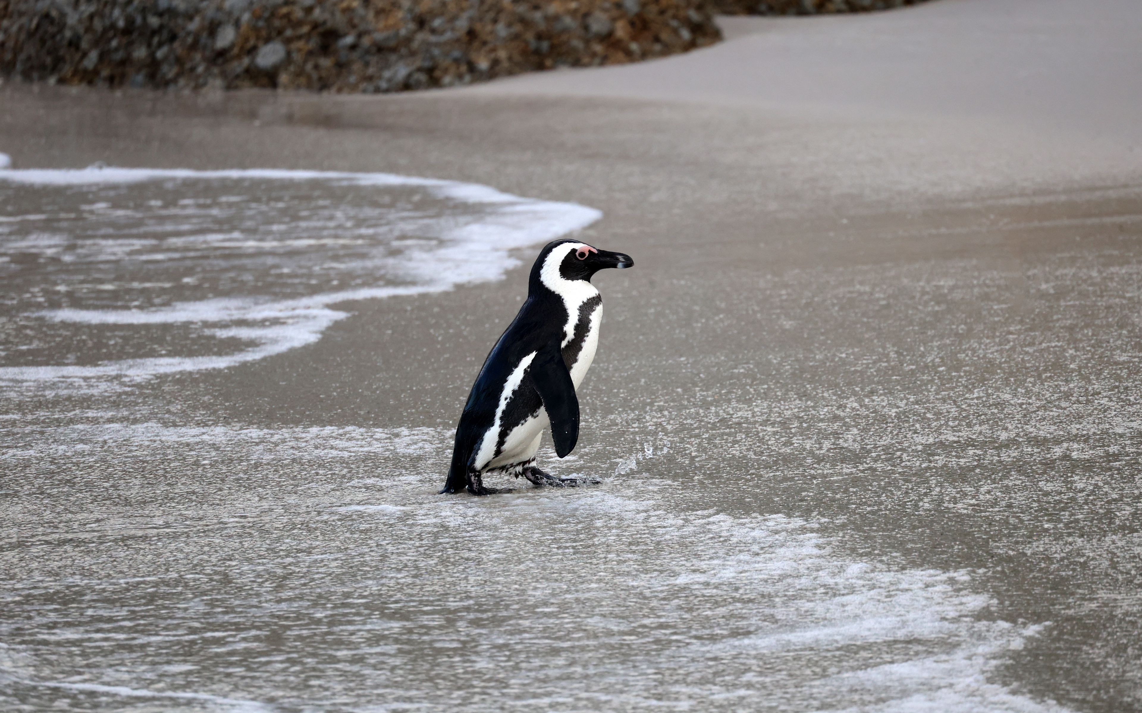 Memín pinguin fotos