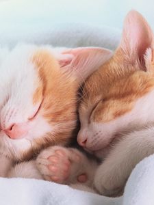 Превью обои одеяло, уши, спят, сон, лапы, котята