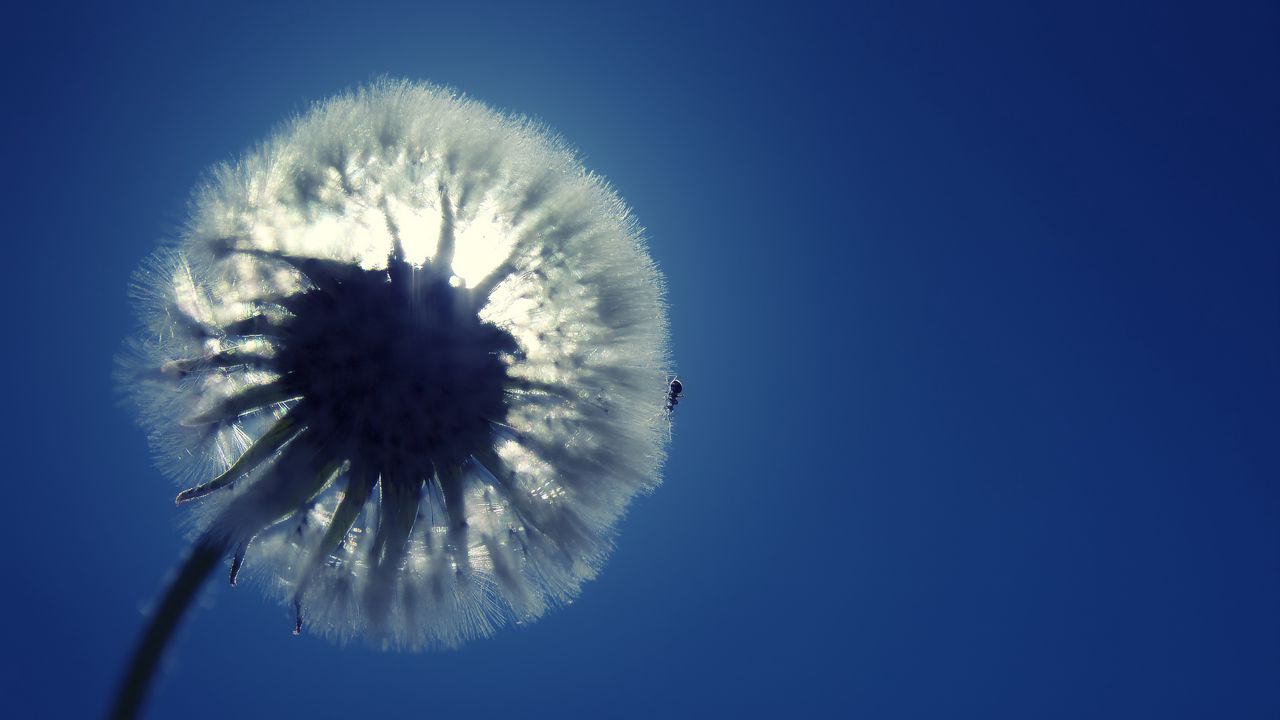 Обои одуванчик, пух, свет, небо, цветок