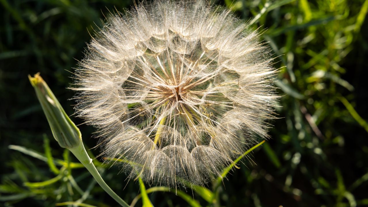 Обои одуванчик, растение, цветок, стебли, макро