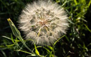 Превью обои одуванчик, растение, цветок, стебли, макро