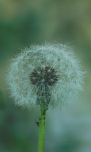Превью обои одуванчик, цветок, пух