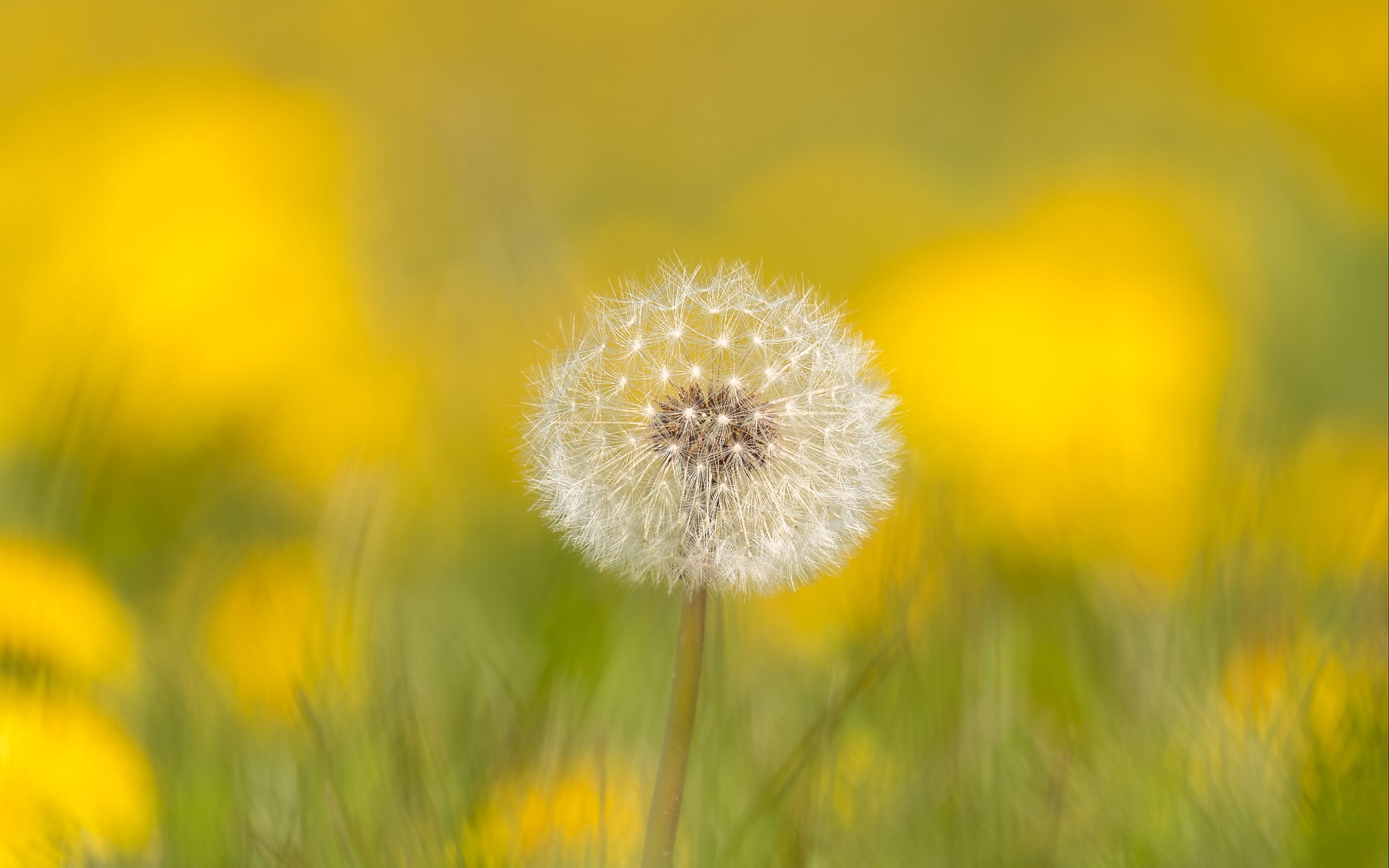 Одуванчики цветут размыто. Dandelion fluff.