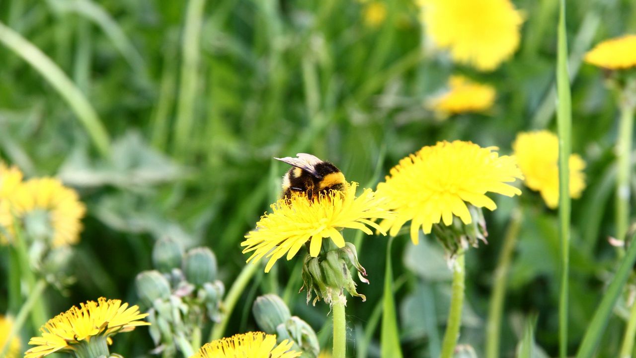 Обои одуванчик, цветы, пчела, опыление, поляна