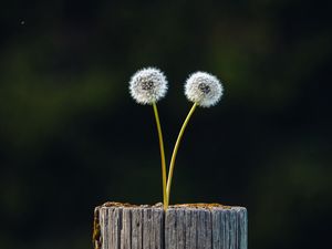 Превью обои одуванчики, растение, бревно, деревянный, фокус