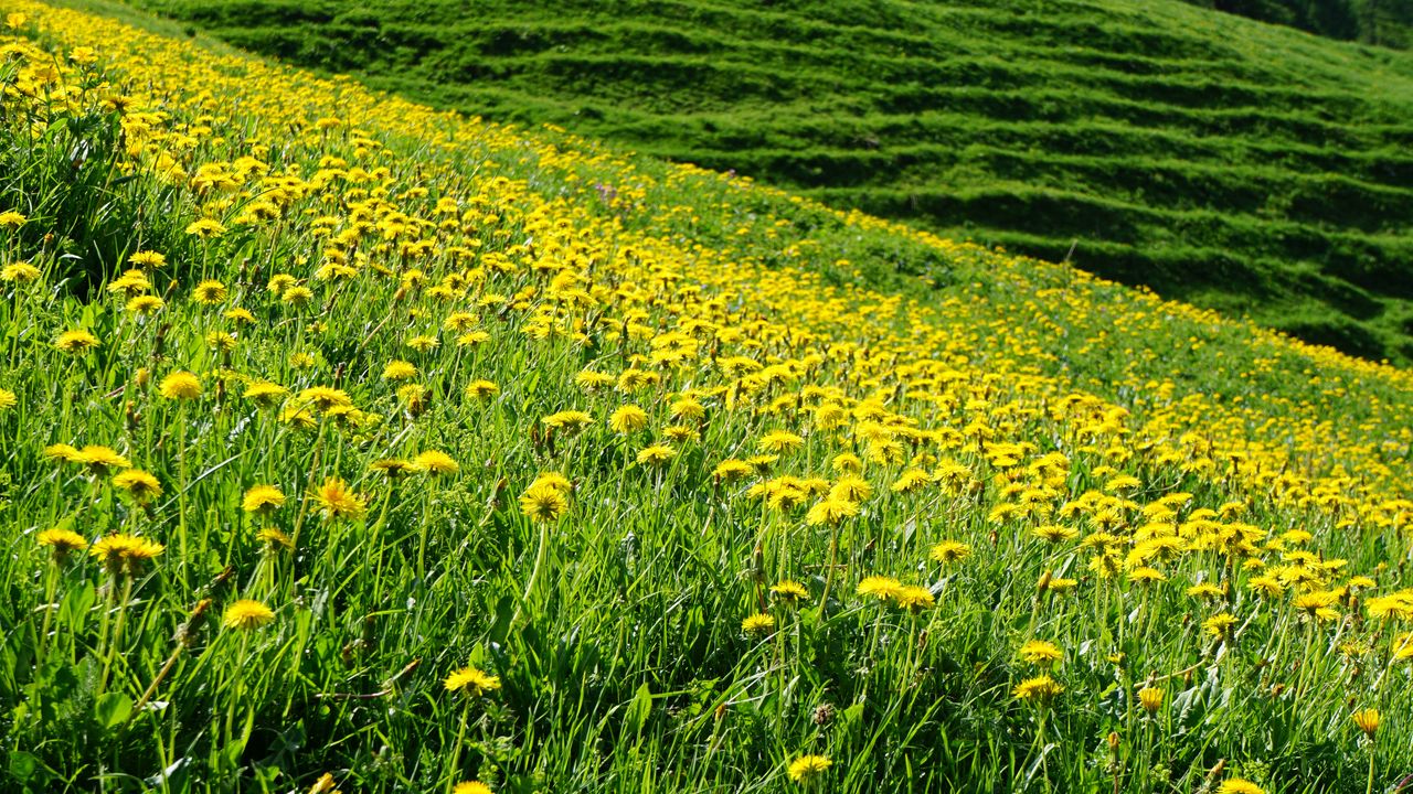 Обои одуванчики, цветы, поле, холм, природа