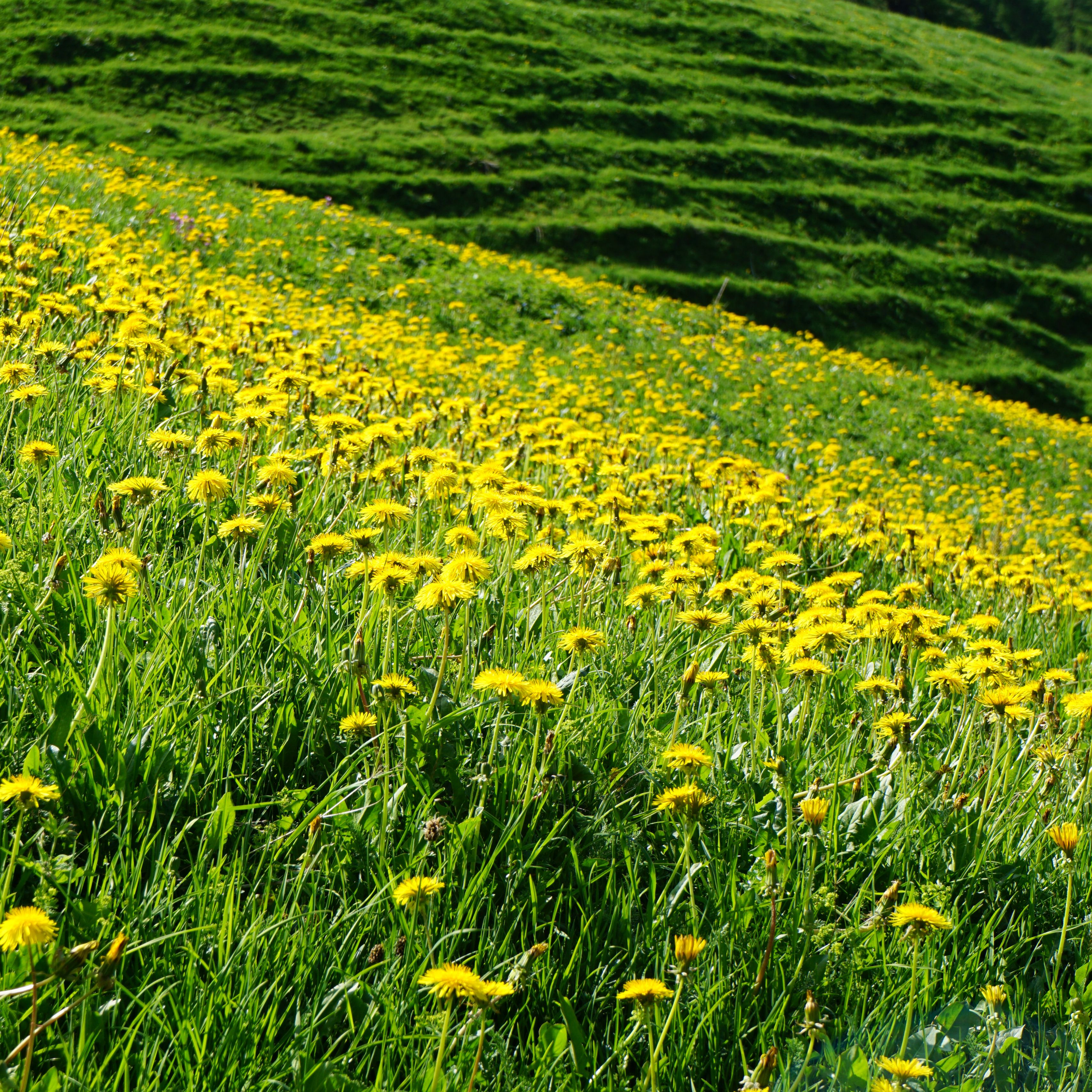 Flower field Hill