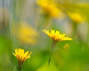 Превью обои одуванчики, цветы, желтый, зеленый, лепестки, размытие