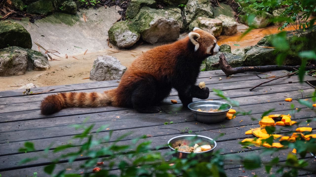Обои огненная панда, зоопарк, еда