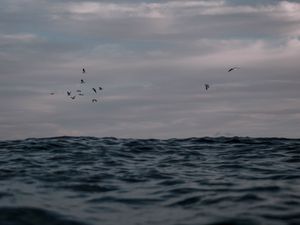 Превью обои океан, волны, вода, птицы