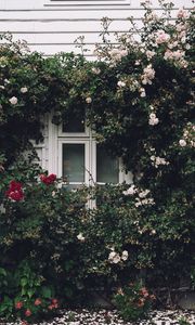 Превью обои окно, фасад, цветы, декорация