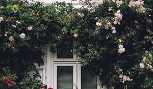 Превью обои окно, фасад, цветы, декорация