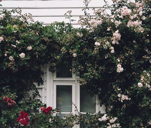 Превью обои окно, фасад, цветы, декорация