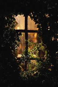 Превью обои окно, листья, ветки, вечер, запотевший