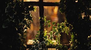 Превью обои окно, листья, ветки, вечер, запотевший